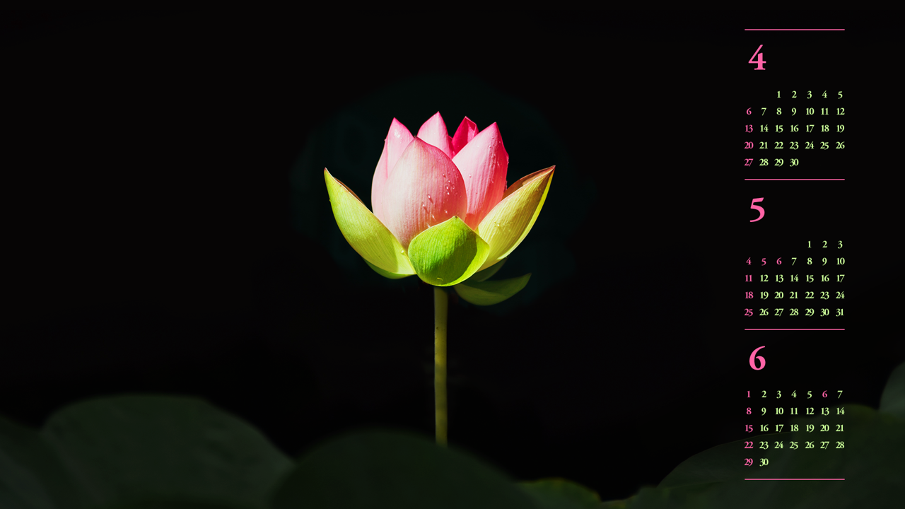 13 연꽃 검정배경 B - 2025년5월 노트북배경화면