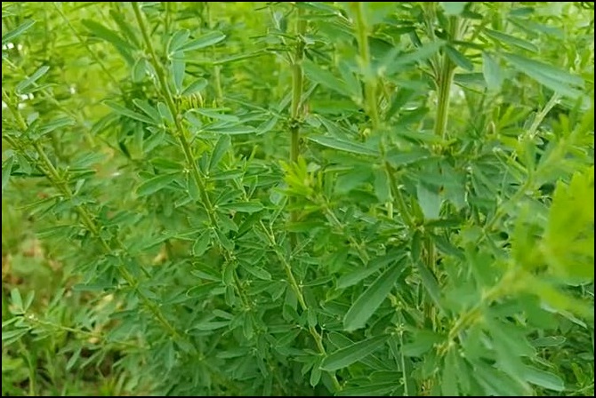 야관문 효능 야관문주 부작용 총정리