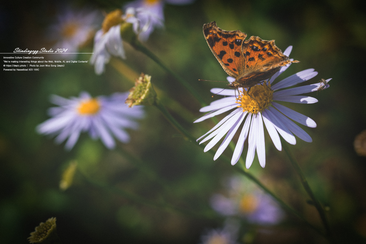 #서울 #식물원 #서울식물원 #꽃