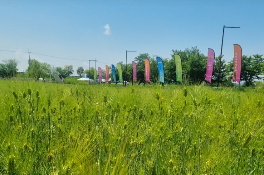 강나루생태공원 청보리