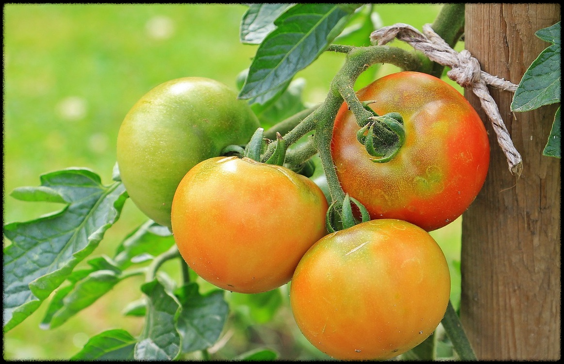 토마토 관련 이미지19