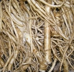 도라지 효능 부작용 고르는법 먹는법 꽃 총정리