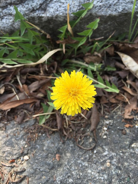 민들레