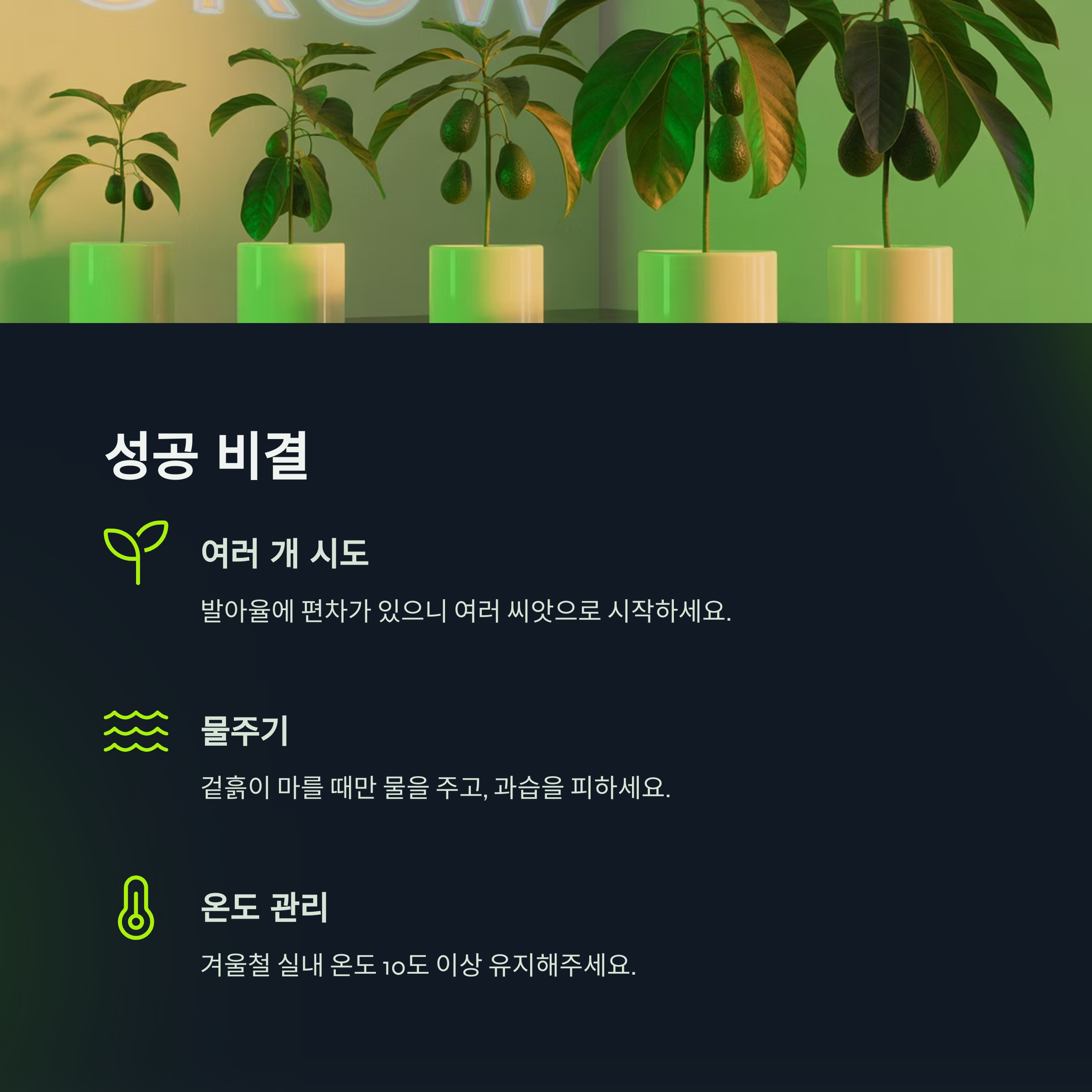 아보카도 키우기, 이렇게 하면 성공률이 높아요