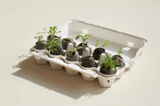 글의 이해를 돕기 위한 반려식물관련 이미지