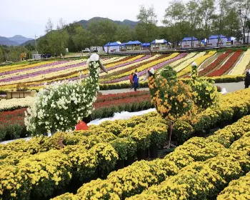 연천 국화축제_28