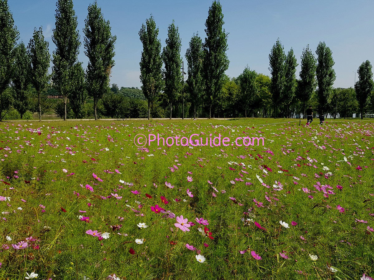 PhotoGuide.com 코스모스