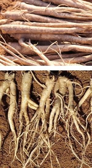 도라지_뿌리