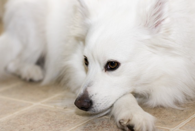 앞다리에 턱을 얹는 아메리칸 에스키모도그.