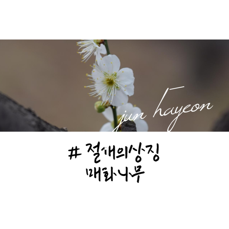 절개의상징 매화나무