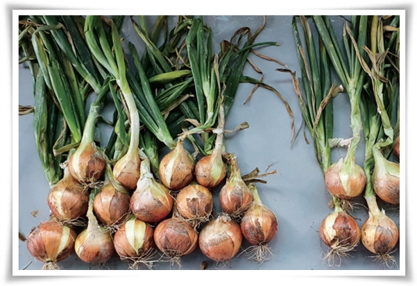 "10월, 양파 심으세요!" 건강한 양파 키우기 완벽 가이드!