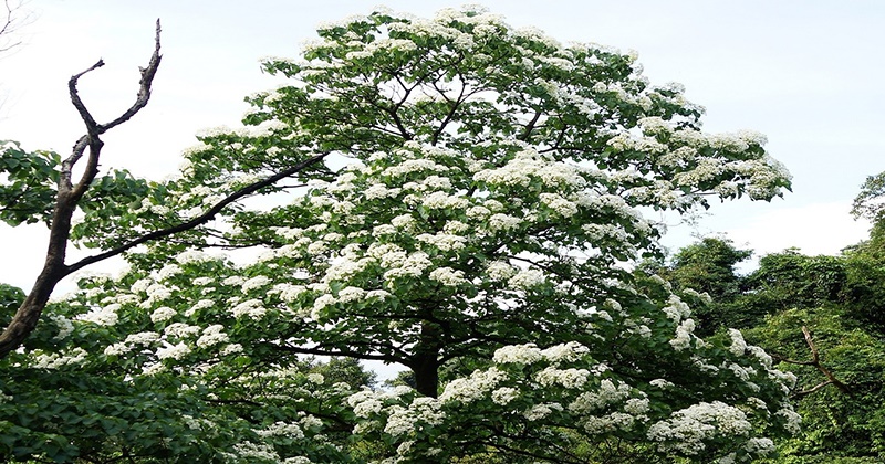 오동나무 한그루