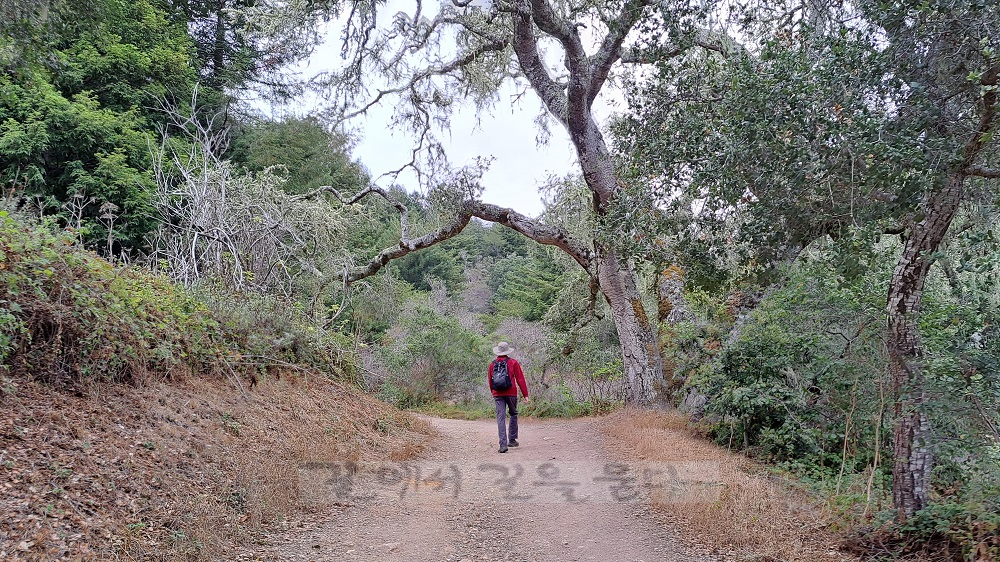 Purisima Creek Redwoods Open Space Preserve