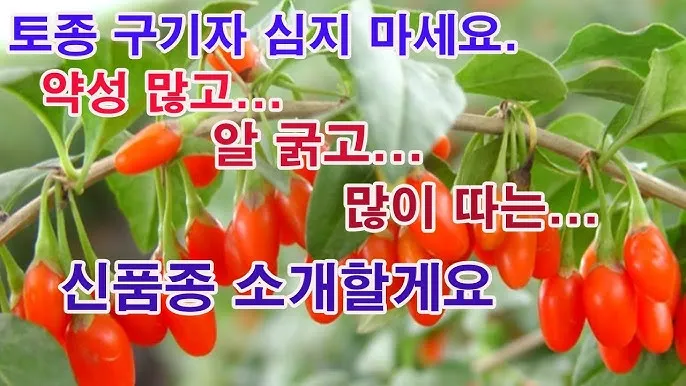 구기자 재배 삽목 번식 가지치기 건조 보관_7