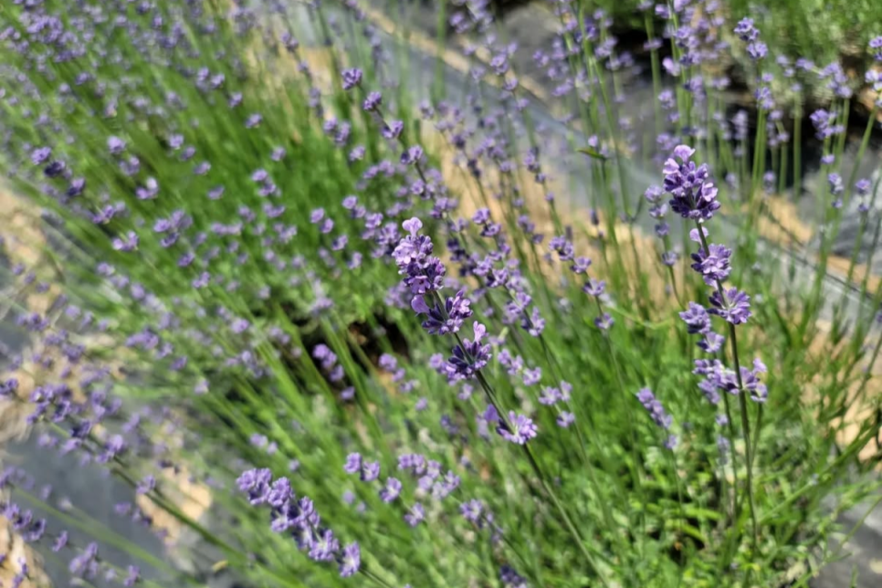 고성 하늬라벤더팜 라벤더 축제
