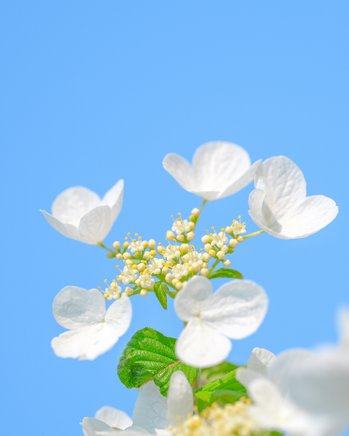 Alpha 1ㅣSEL135F18GMㅣ@musteries