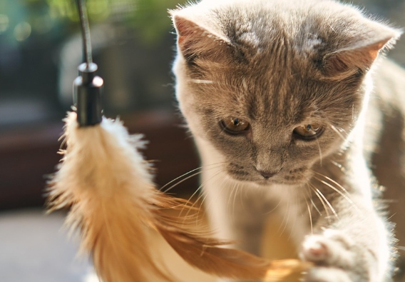 고양이 장난감 구매 꿀팁과 추천 매장