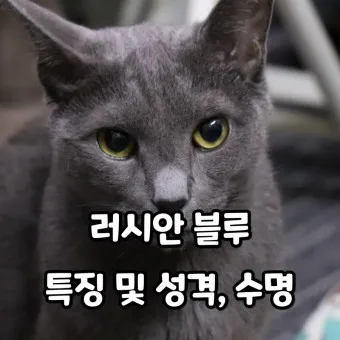 러시안블루 가격 성격 무료분양 털빠짐 수명 키우기 종류_13