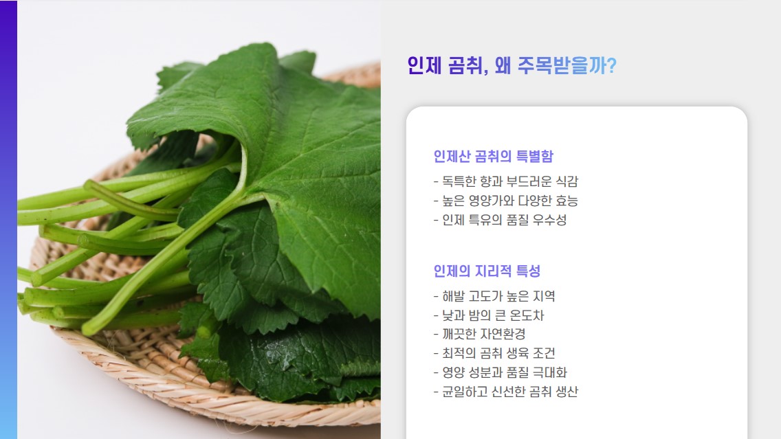 인제 곰취, 왜 주목 받을까?