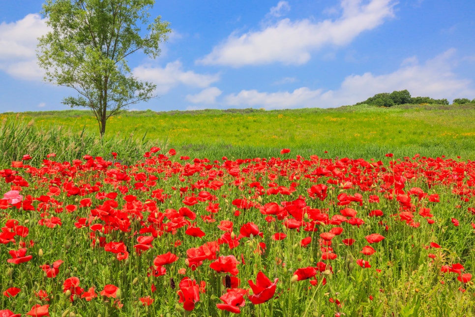 밀양 초동연가길