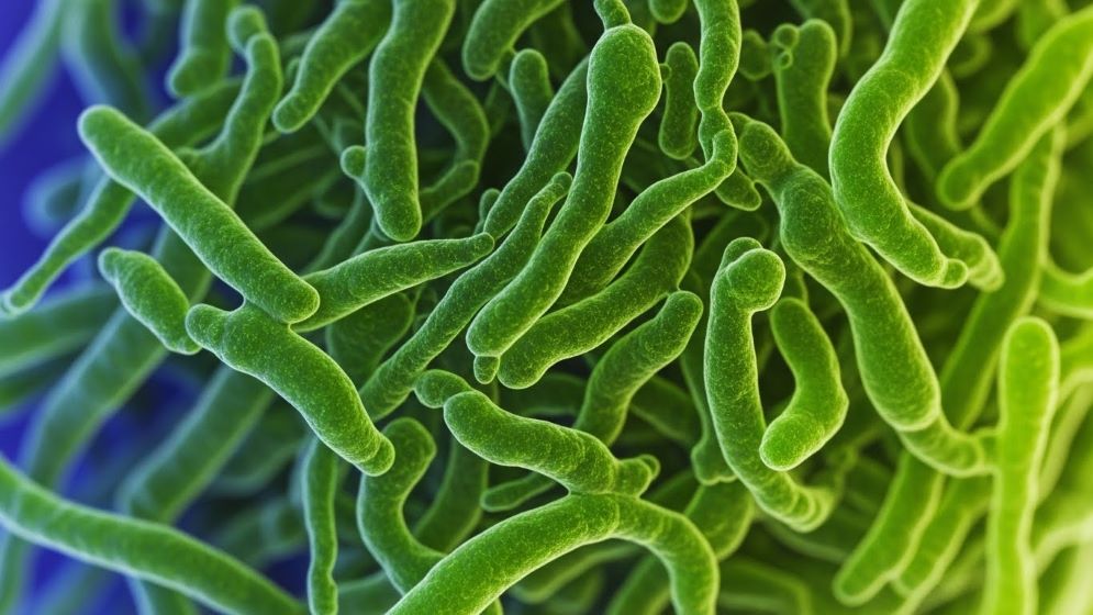 식물성 오메가-3의 원천인 생생한 녹색 미세조류를 클로즈업하고 매우 상세하게 현미경으로 볼 수 있습니다.