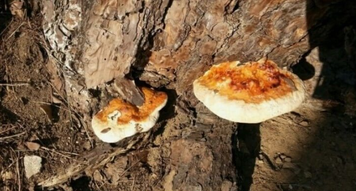 야생 식용버섯 종류 사진과 이름7