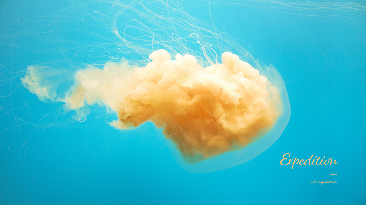 01 노란색 해파리 C - Expedition 여름배경화면