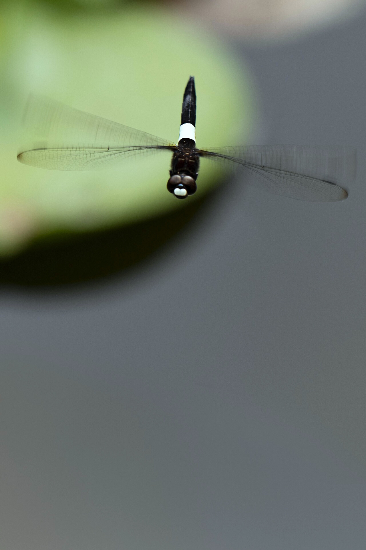 성북구 잠자리 관련 사진