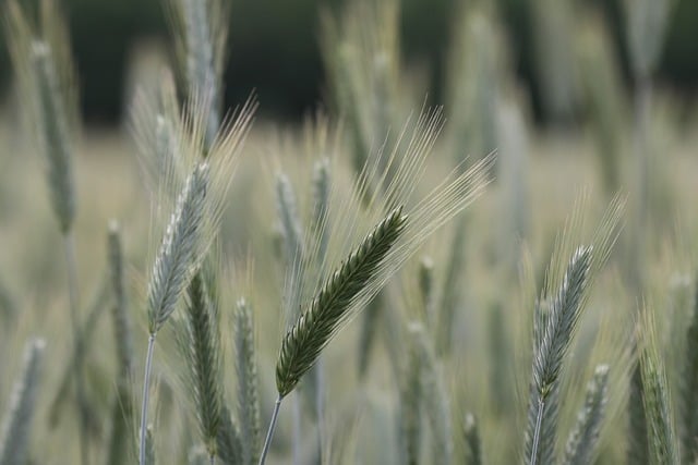 농어촌 기본소득 