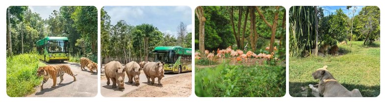 푸꾸옥 빈펄 사파리에서 사파리 버스를 타고 호랑이, 코뿔소, 플라밍고 등 다양한 동물을 관람하는 장면