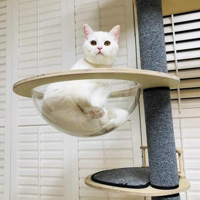 캣타워의 투명 해먹 안에 흰색 고양이가 앉아있습니다
