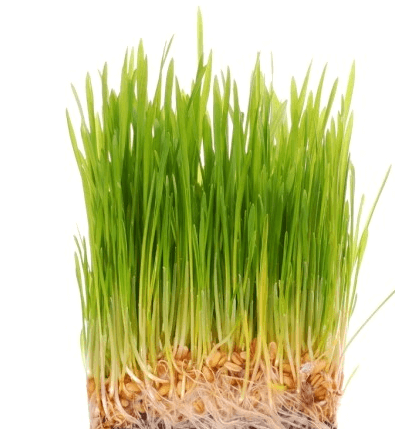 새싹보리키우기