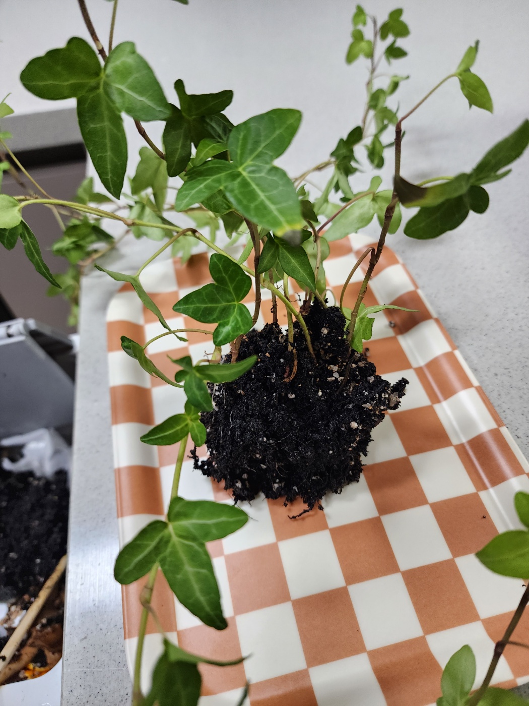 작은 유리볼속에서 꺼낸 아이비