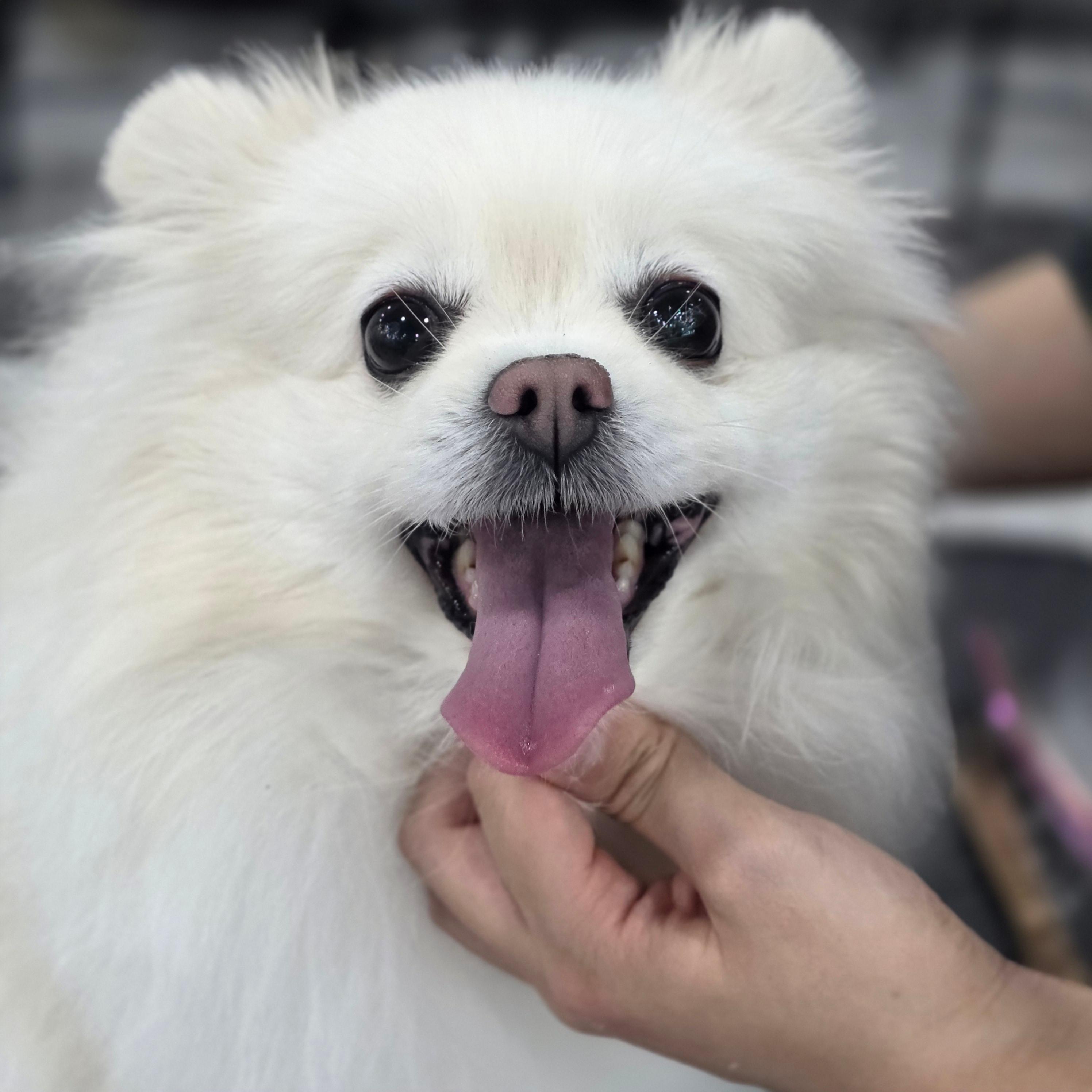 광명애견미용학원