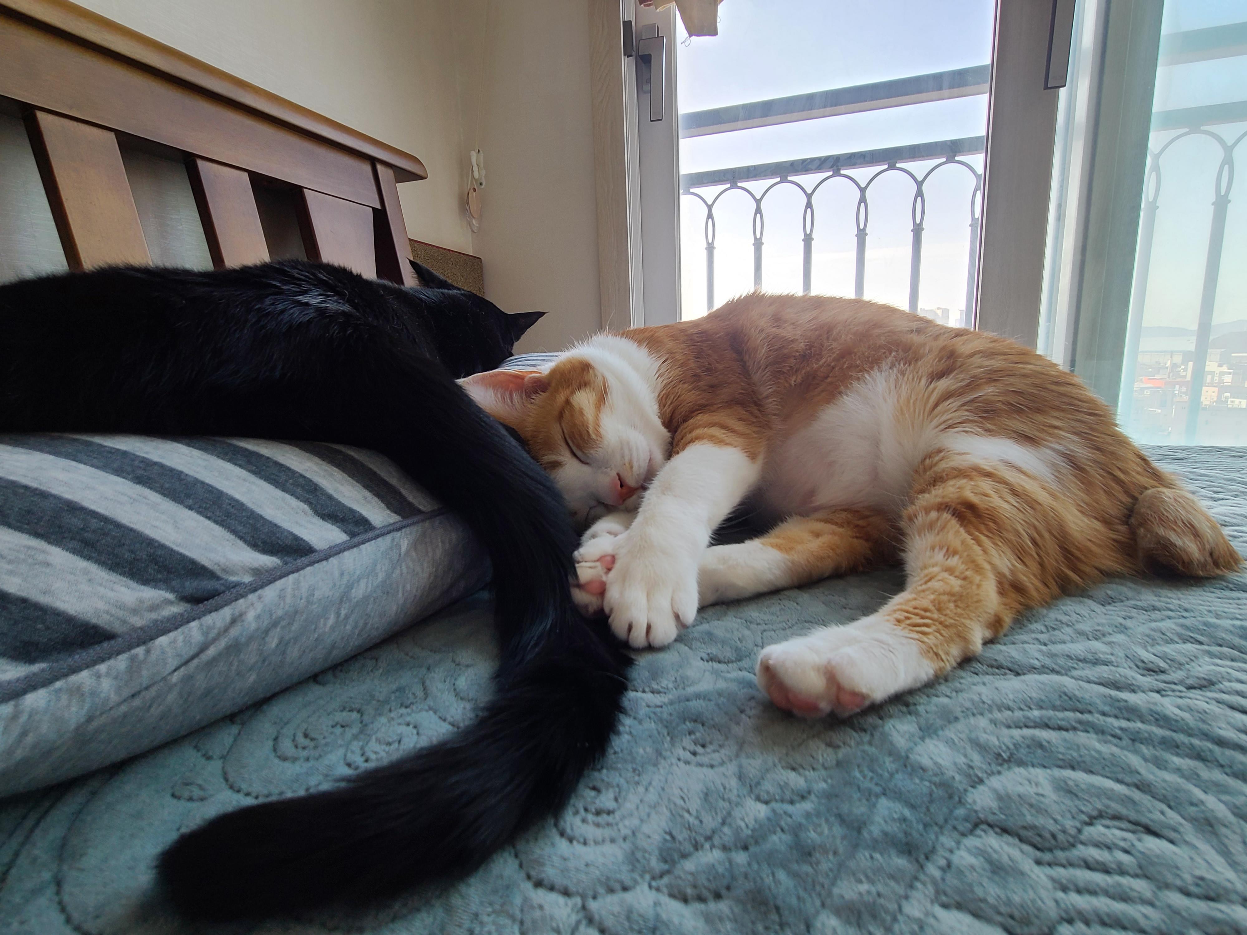 올블랙 고양이 건이와 치즈냥이 호야. 올블랙 건이의 핸드폰 사용방법.