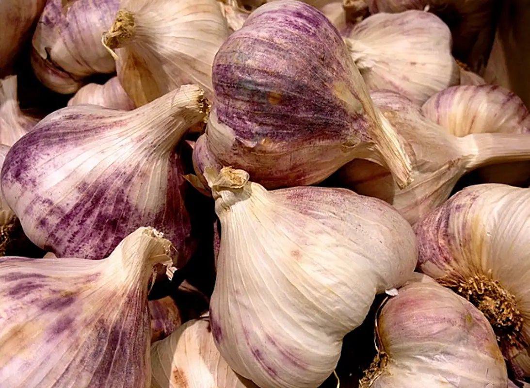 마늘장아찌 담그는법