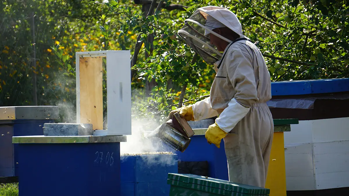 도시 벌통 설치 방법 총정리! 옥상에 양봉하는 법 알려드려요