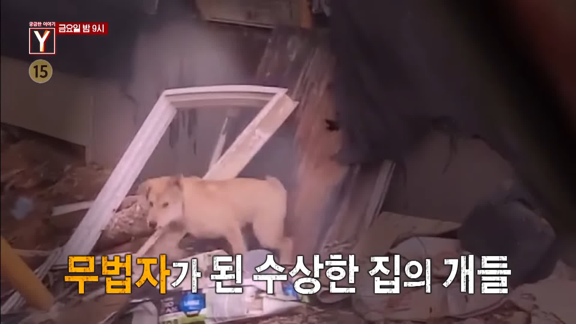 궁금한 이야기 와이 공포에 휩싸인 산골 마을 할머니는 왜 수십 마리의 개들과 위험한 동거를 계속하나