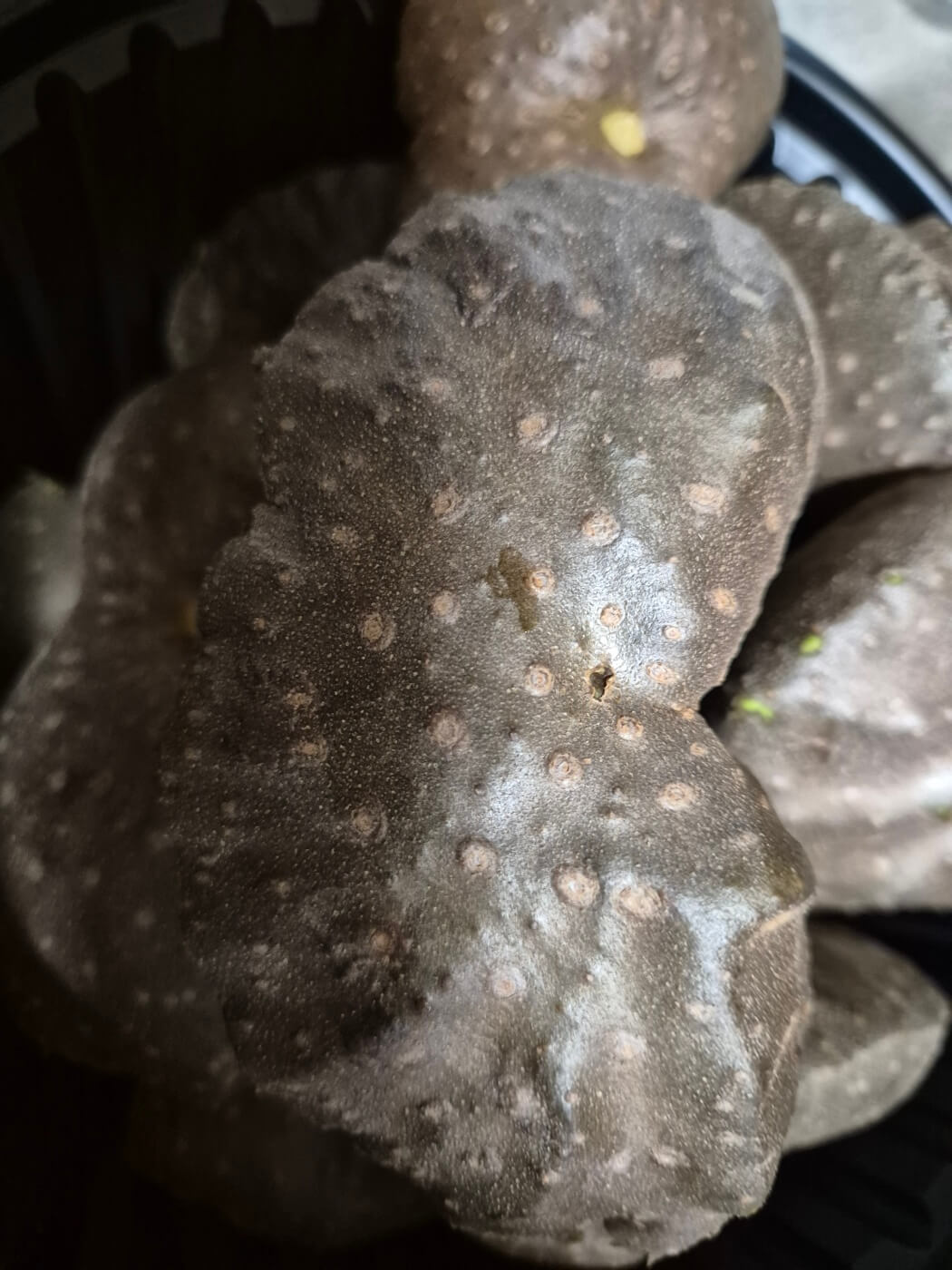 하늘마 효능 먹는 방법 보관방법 부작용 