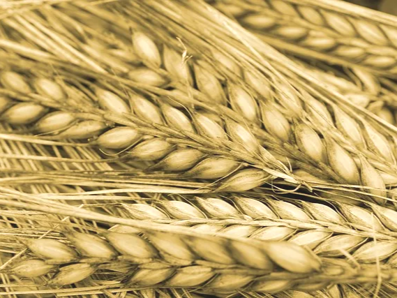 단백질이 풍부한 카무트