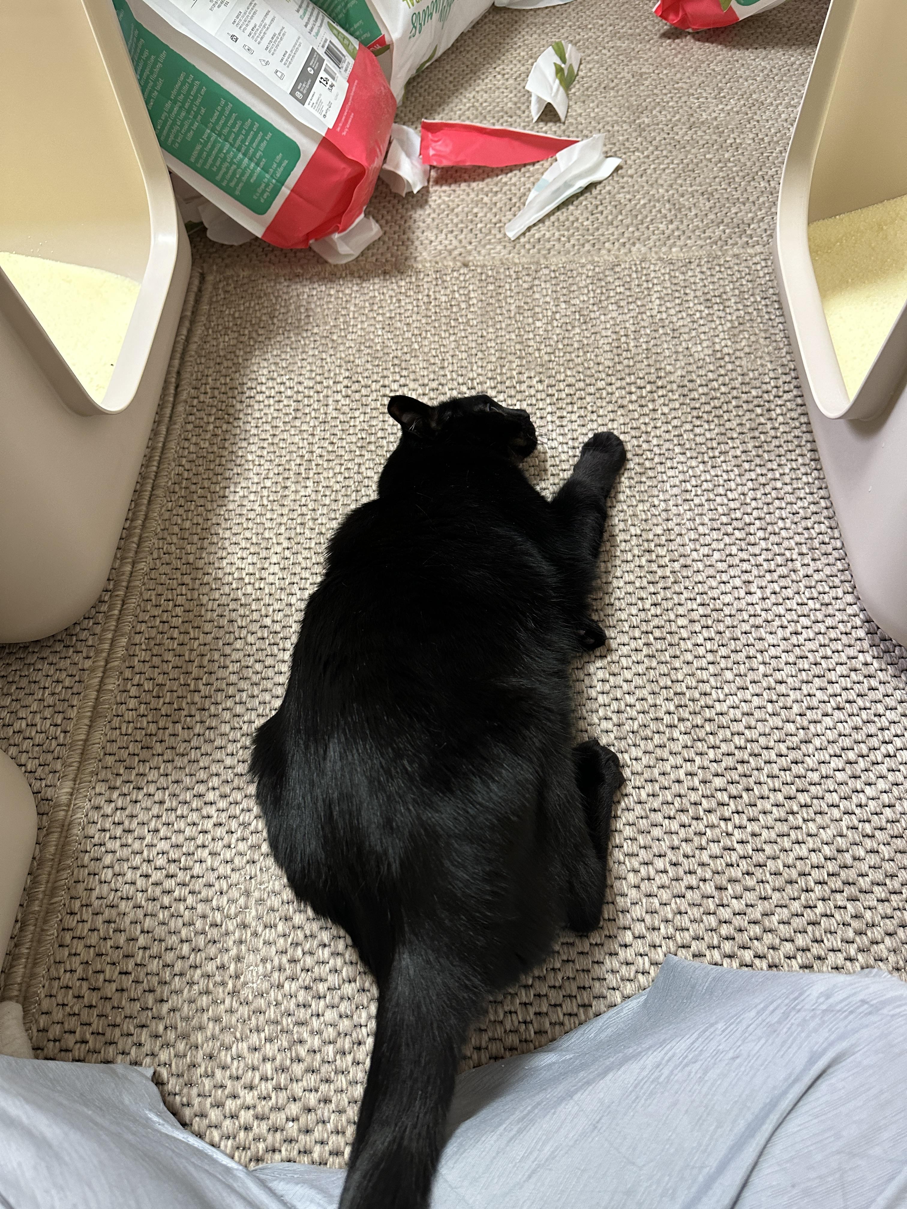 5월의 고양이들 화장실 모래 전체 갈이 (feat. 건이, 루디, 루나)