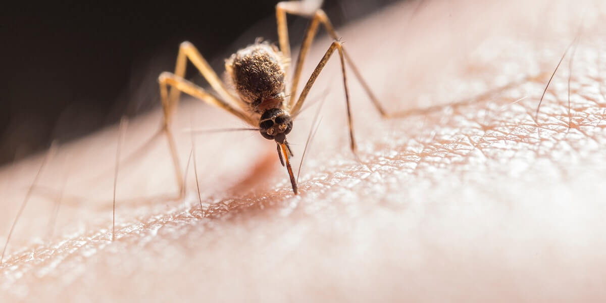 뎅기열 이해&#44; 증상&#44; 예방 접종&#44; 사망률 및 예방 방법