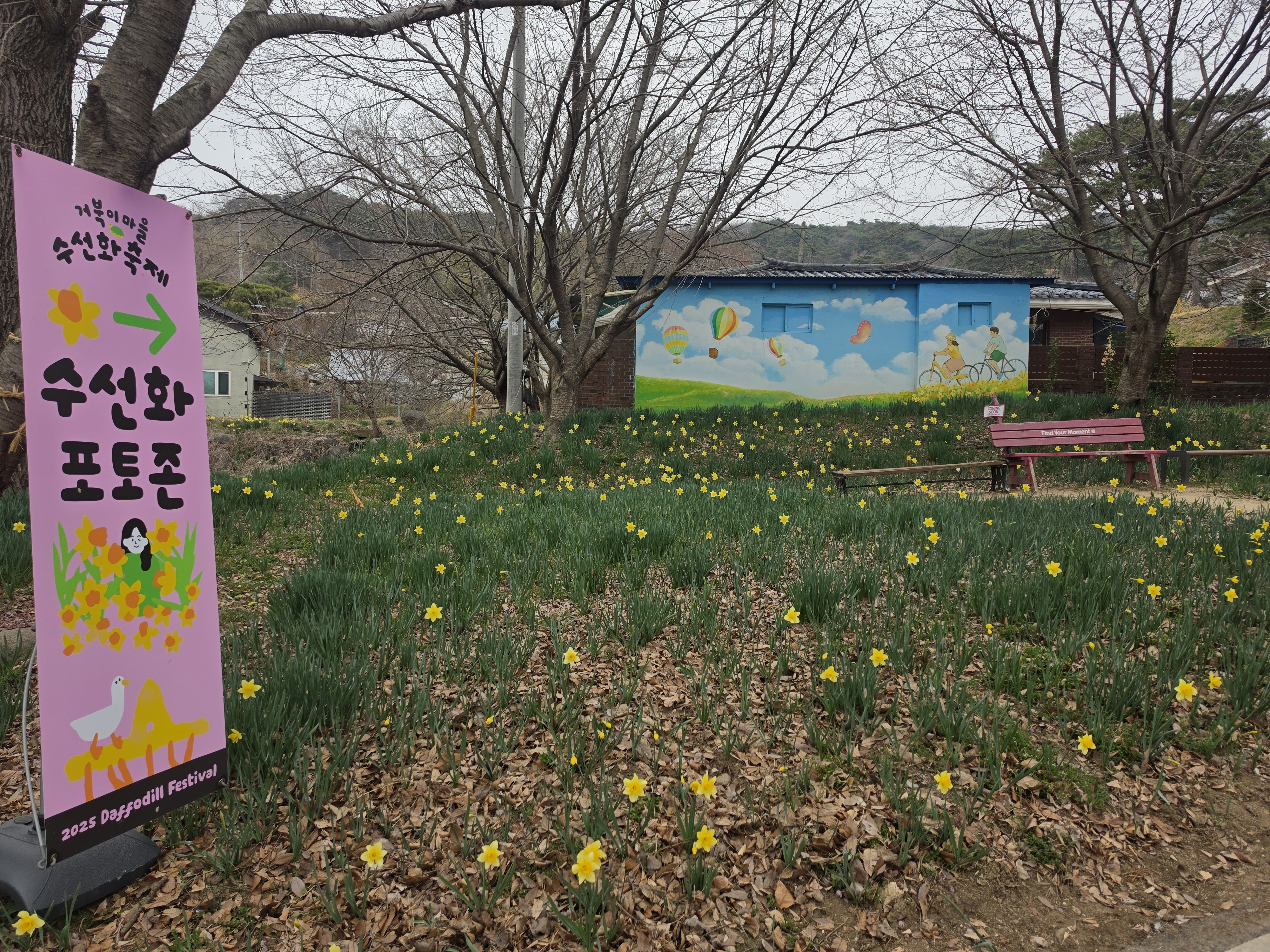 홍성 거북이마을 수선화 명소 수선화축제