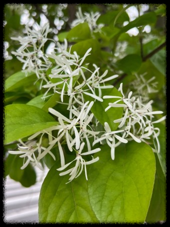 이팝&middot;조팝나무: 봄마다 느껴보는 이팝&middot;조팝나무 궁금증