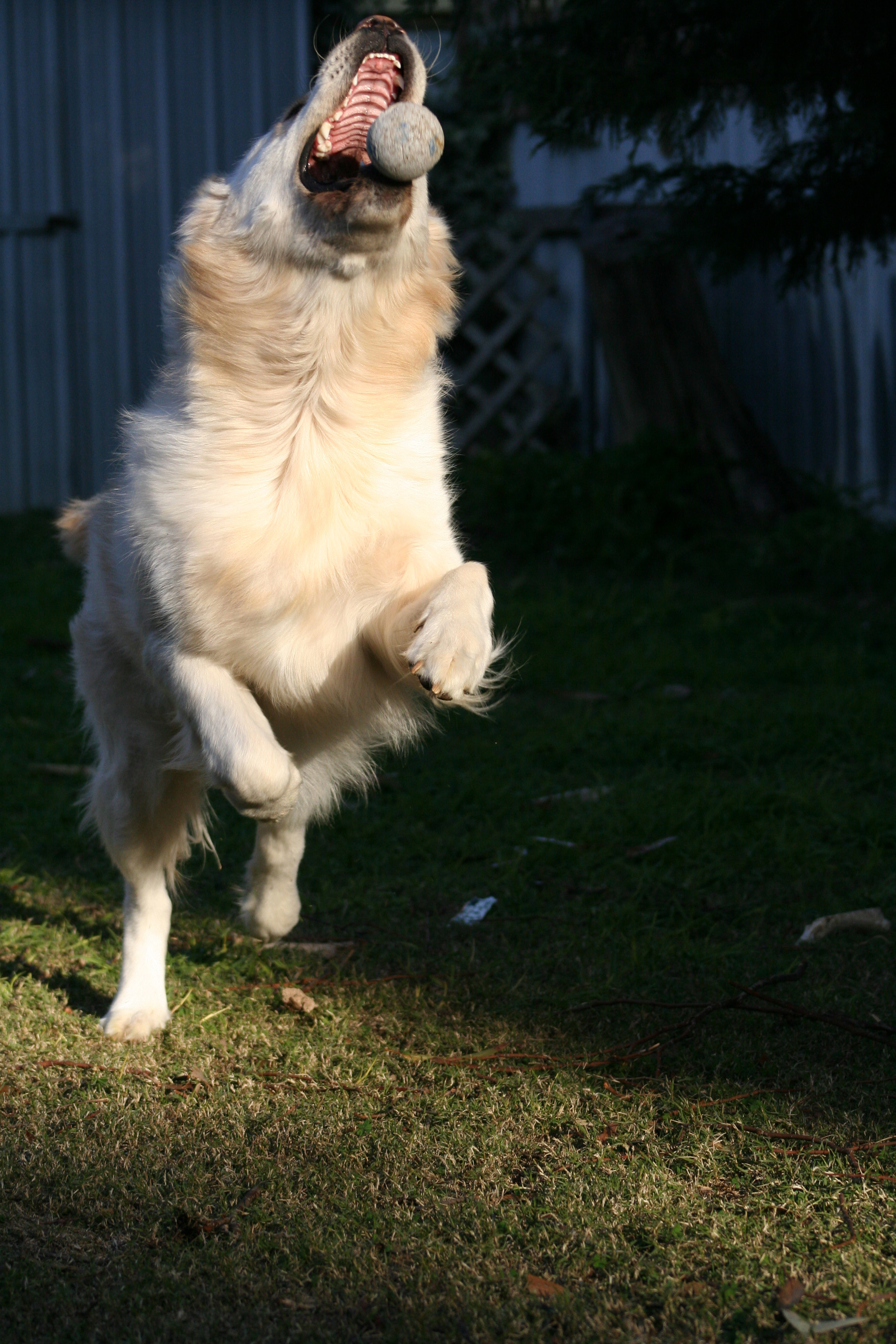 강아지 불필요한 점프 관련 사진