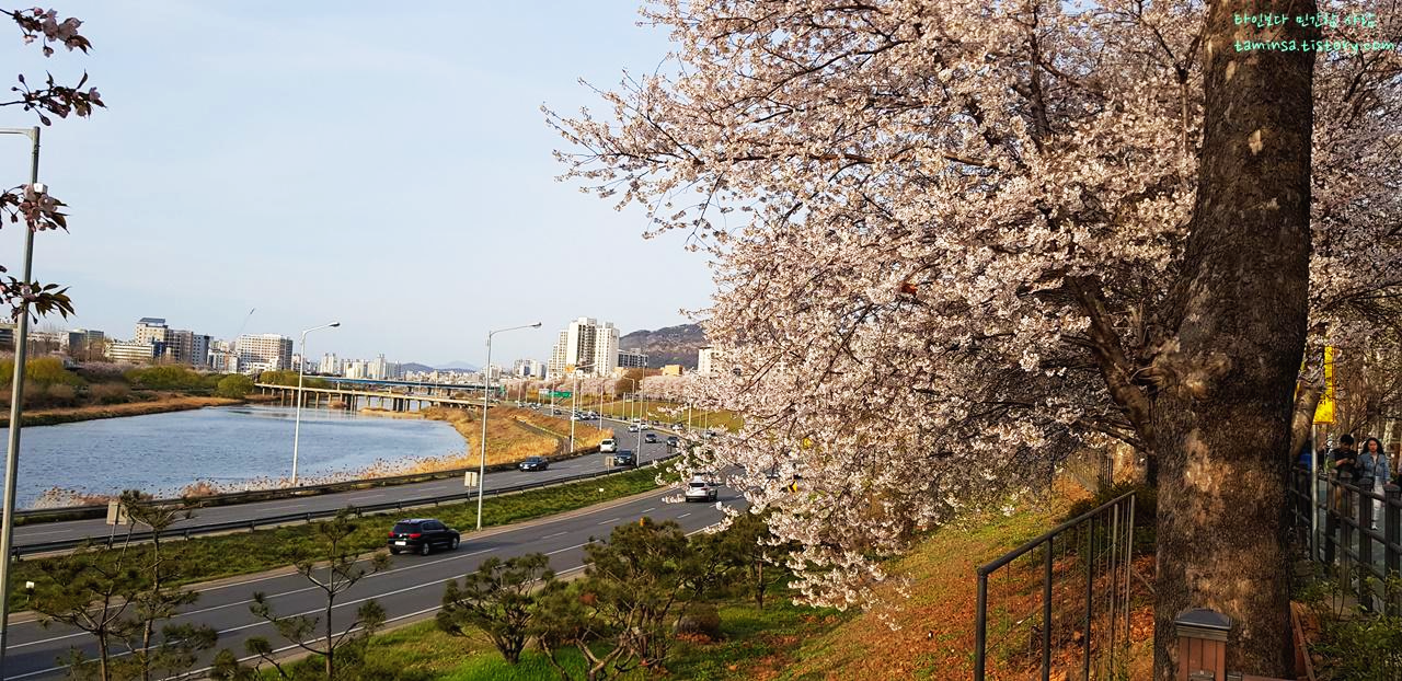 중랑천벚꽃길