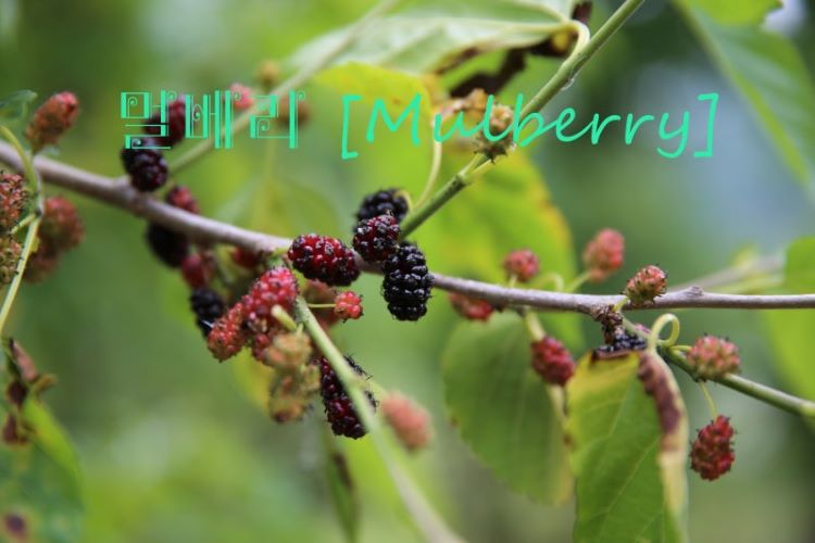 세 개의 투명한 유리 그릇에 각각 신선한 오디(검은 뽕나무 열매), 블루베리, 복분자가 담겨있고, 배경에는 각 베리의 영양성분을 보여주는 인포그래픽 차트가 있는 모습. 깔끔하고 건강한 느낌의 화이트 배경에 자연광이 비치는 스타일로 촬영된 이미지