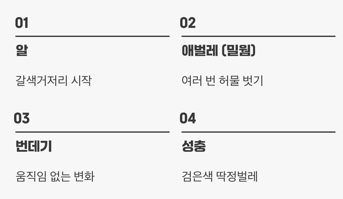 딱정벌레의 어린 시절