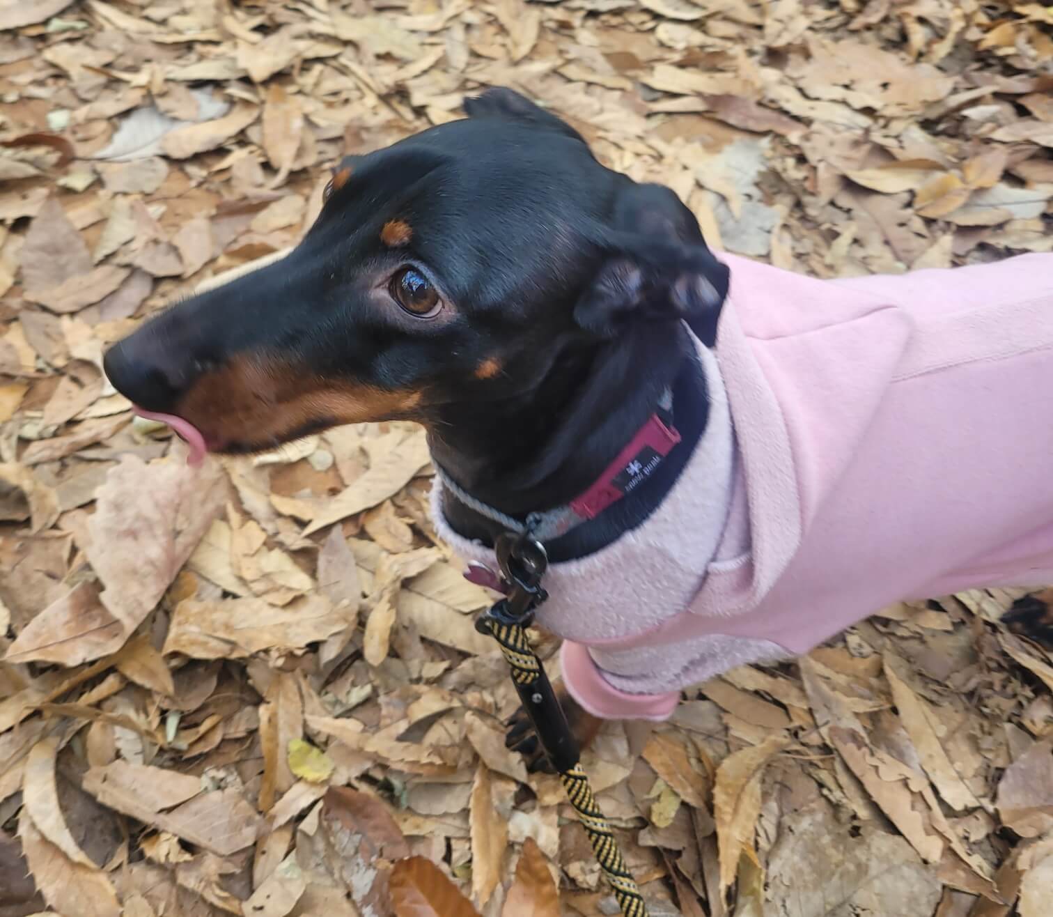 챠피