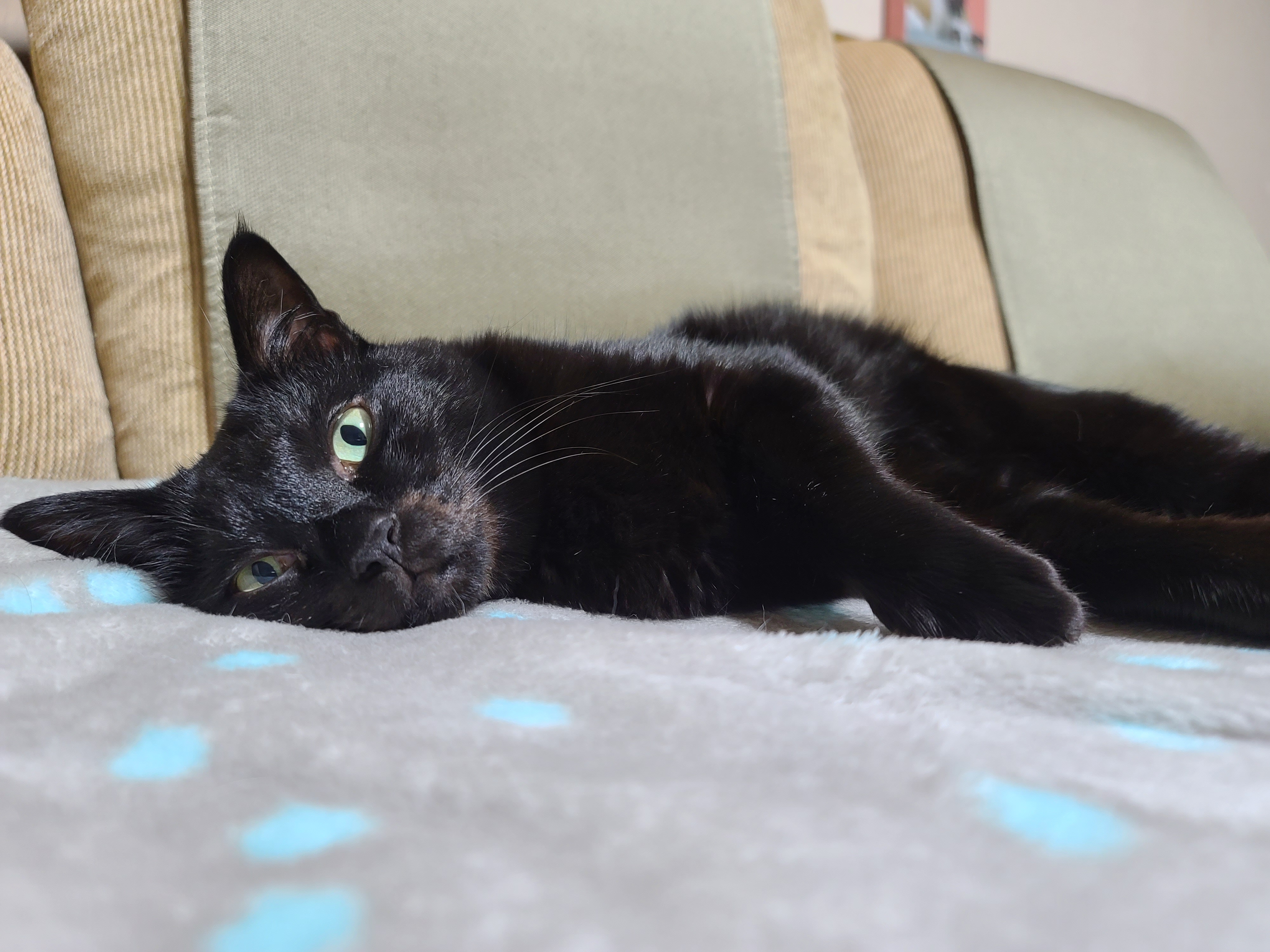 졸리지만 안자려고 노력하는 멋쟁이 고양이 건 ㅋ